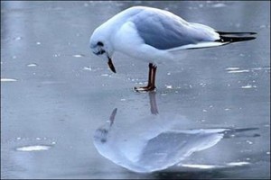 یک مرغ دریایی فلج سر از صحنه تئاتر درآورد
